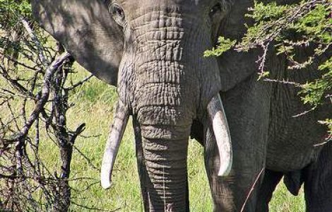 Kenya: O femeie a fost arestata cu 20 de kilograme de fildes