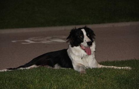 Un caine a invatat peste 1000 de cuvinte