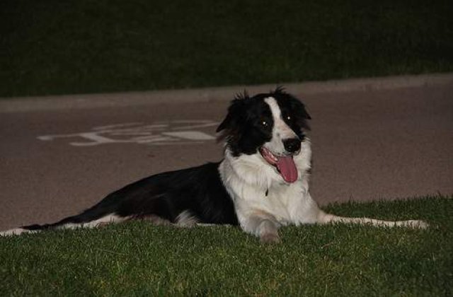 Un caine a invatat peste 1000 de cuvinte