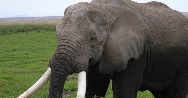 Un vanator a murit dupa ce un elefant a cazut peste el