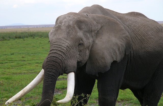 Un vanator a murit dupa ce un elefant a cazut peste el