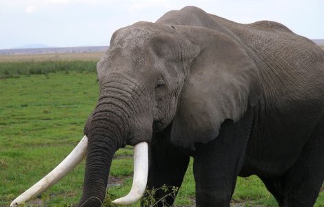 Un vanator a murit dupa ce un elefant a cazut peste el