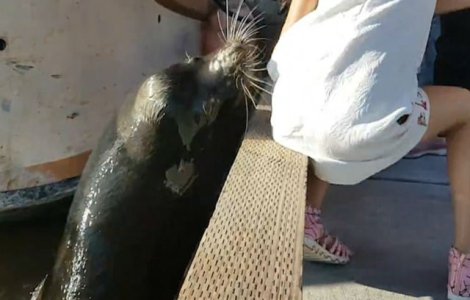 Momentul terifiant in care un leu de mare trage o fetita in apa