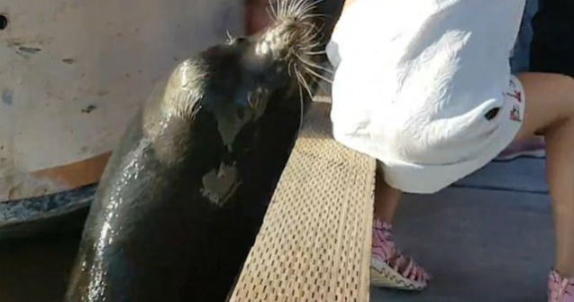 Momentul terifiant in care un leu de mare trage o fetita in apa