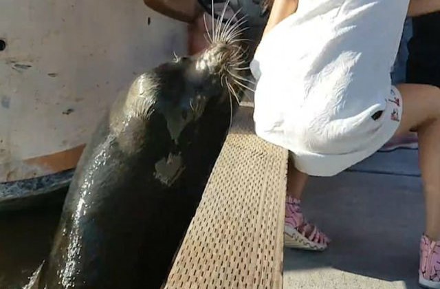 [VIDEO] Momentul terifiant in care un leu de mare trage o fetita in apa