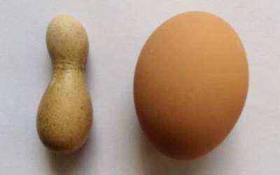 Cel mai ciudat ou...sau e...