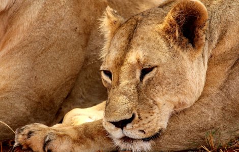 India: o leoaica invata sa isi creasca puii uitandu-se la filme documentare