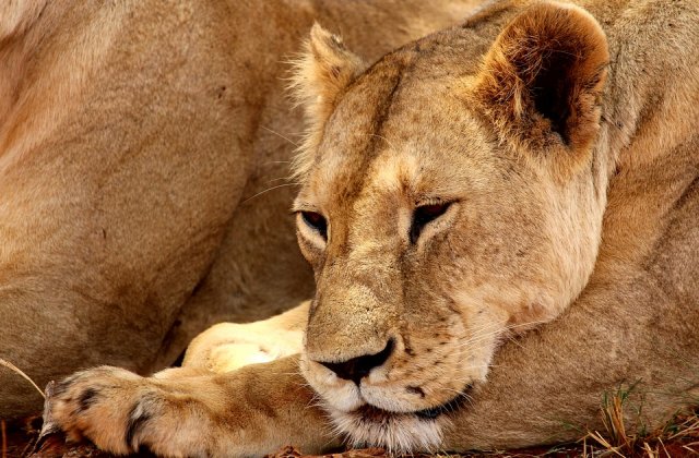 India: o leoaica invata sa isi creasca puii uitandu-se la filme documentare