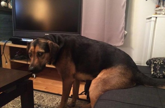 Top 10 caini amuzanti care au incalcat regulile impuse de stapani. Si sunt adorabili!