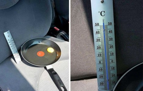 Cat de mult sufera cainii cand sunt lasati in masina pe canicula