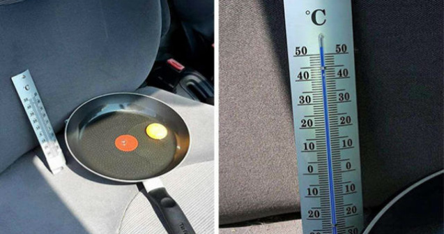 Cat de mult sufera cainii cand sunt lasati in masina pe canicula