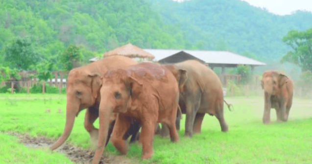 Cum intampina o turma de elefanti un pui de elefant salvat de oameni