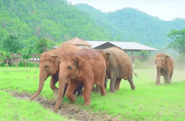 [VIDEO] Cum intampina o turma de elefanti un pui de elefant salvat de oameni