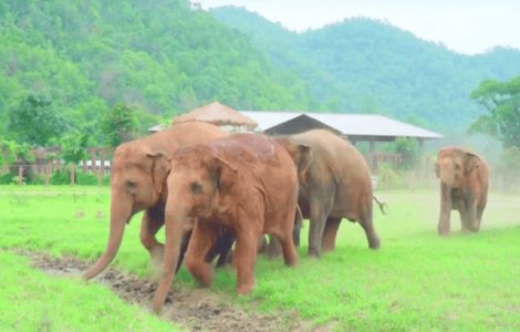 Cum intampina o turma de elefanti un pui de elefant salvat de oameni