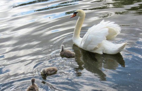 Primarul Robert Negoita cauta 8 pui de lebada furati din Parcul IOR