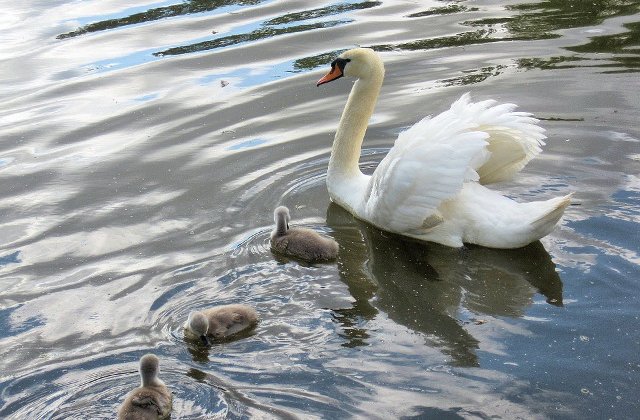 Primarul Robert Negoita cauta 8 pui de lebada furati din Parcul IOR