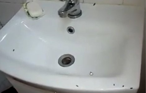 Gandacii au invadat saloanele Spitalului Judetean Arad