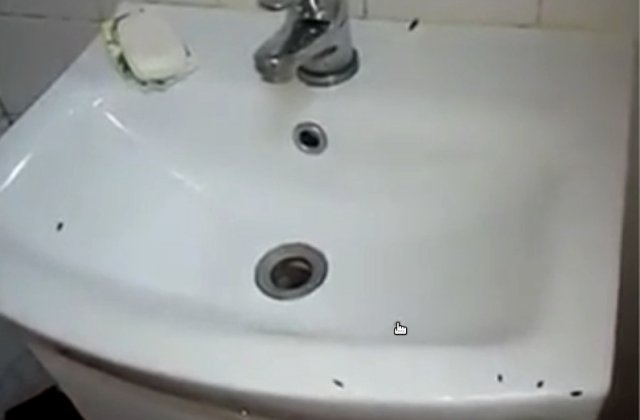 Gandacii au invadat saloanele Spitalului Judetean Arad. Principalele afectate au fost saloanele de Pediatrie