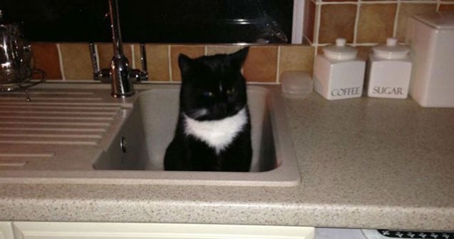  Top  Cele mai simpatice pisici care au luat in stapanire casele vecinilor