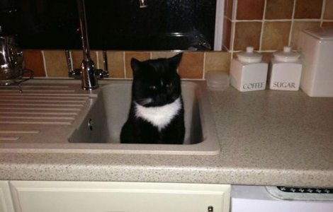  Top  Cele mai simpatice pisici care au luat in stapanire casele vecinilor