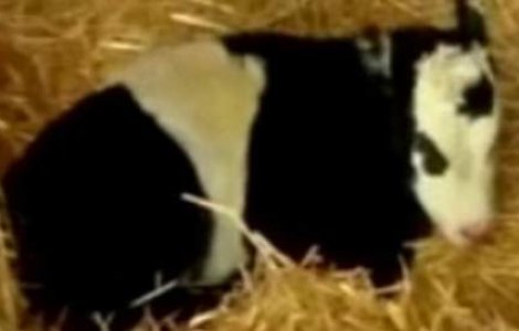  Video  Vaca pitica panda, ultima moda in materie de animale de companie