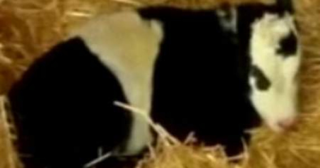  Video  Vaca pitica panda, ultima moda in materie de animale de companie