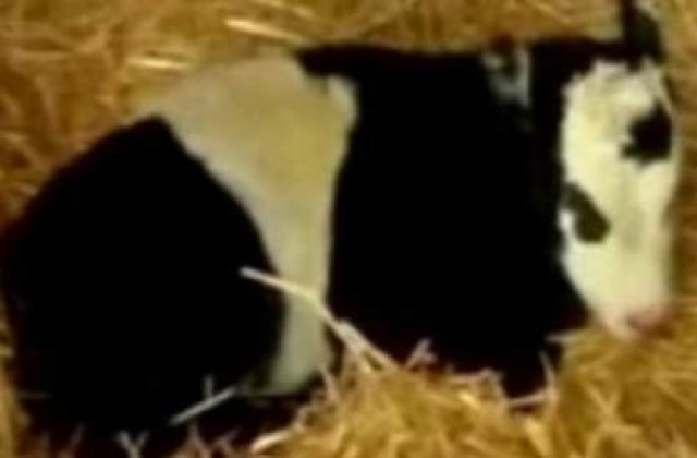 [VIDEO] Vaca pitica panda, ultima moda in materie de animale de companie