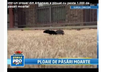  Video  Ploaie cu pasari moarte intr-un oras din SUA