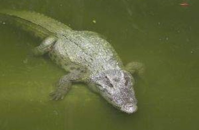 Inundatiile aduc serpi si crocodili intr-un oras din Australia