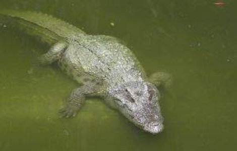 Inundatiile aduc serpi si crocodili intr-un oras din Australia