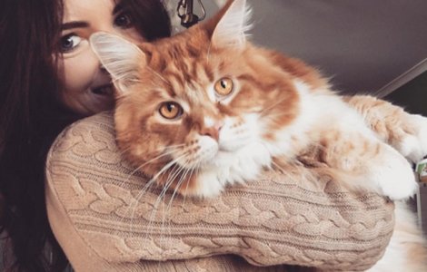 Omar, probabil cea mai lunga pisica din lume, a devenit "vedeta" pe internet