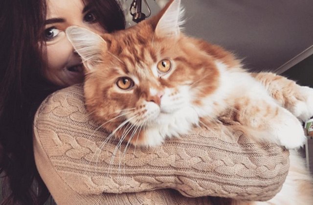 Omar, probabil cea mai lunga pisica din lume, a devenit "vedeta" pe internet