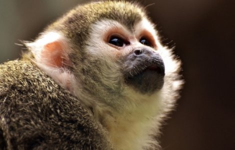 PETA cere companiei Walt Disney sa renunte la a folosi animale salbatice pe platourile de filmare