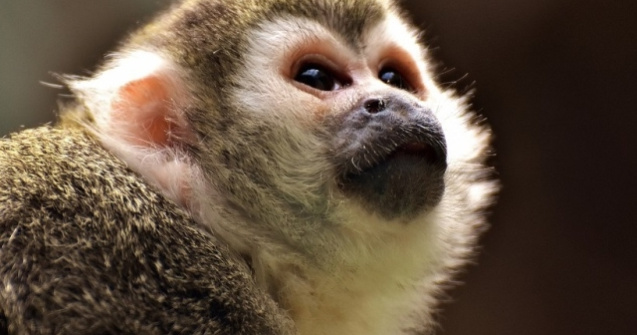 PETA cere companiei Walt Disney sa renunte la a folosi animale salbatice pe platourile de filmare