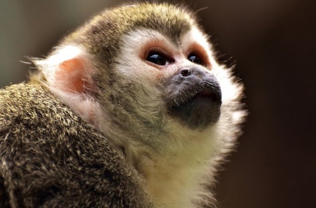 PETA cere companiei Walt Disney sa renunte la a folosi animale salbatice pe platourile de filmare