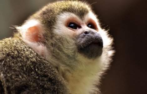 PETA cere companiei Walt Disney sa renunte la a folosi animale salbatice pe platourile de filmare