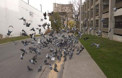 Tot mai multe cazuri de pasari si pesti morti in mod inexplicabil