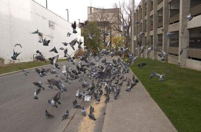 Tot mai multe cazuri de pasari si pesti morti in mod inexplicabil