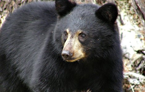  Video  Un urs a intrat intr-o casa din Colorado pentru... "a canta" la pian