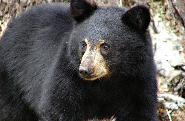 [Video] Un urs a intrat intr-o casa din Colorado pentru... "a canta" la pian