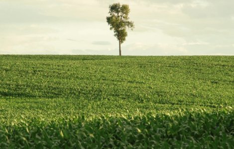 Joi incepe a sasea editie a Pelicam, Festivalul International de Film despre Mediu si Oameni