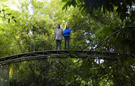  Video  Un cuplu a petrecut ultimii 26 de ani plantand o padure tropicala. Cum arata azi