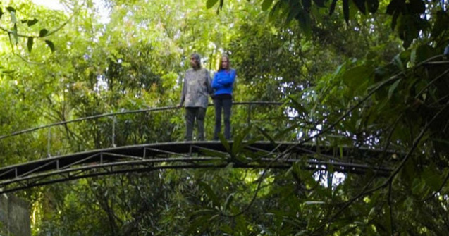 Un cuplu a petrecut ultimii 26 de ani plantand o padure tropicala