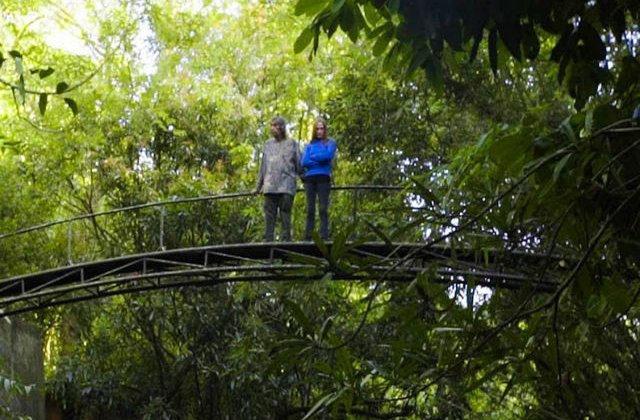 [VIDEO] Un cuplu a petrecut ultimii 26 de ani plantand o padure tropicala. Cum arata azi