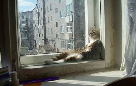  Top  12 imagini cu pisici care ar face orice pentru o raza de soare