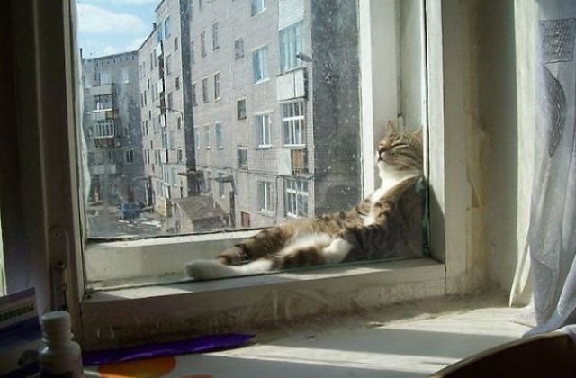 12 imagini cu pisici care ar face orice pentru o raza de soare