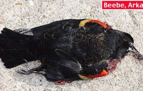  Top  Pasarile cad din cer si pestii mor in oceane: Ce se intampla cu planeta?