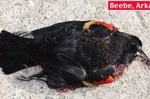 Pasarile cad din cer si pestii mor in oceane: Ce se intampla cu planeta?