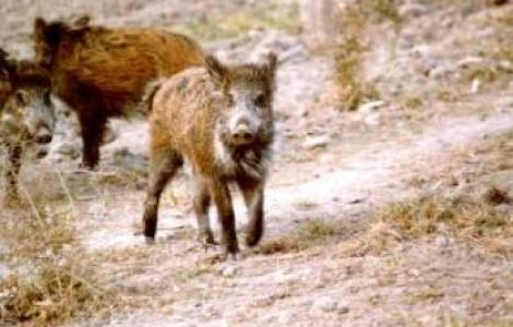 Alerta de febra aftoasa la granita Bulgariei cu Romania