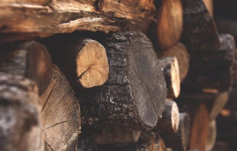 Raport Greenpeace Romania: 42% din taierile ilegale depistate in 2016 au fost semnalate de cetateni